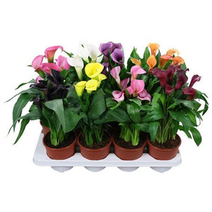 Mixed Zantedeschia Calla Lily – 13cm Pot