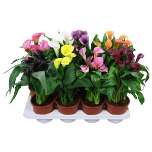 Mixed Zantedeschia Calla Lily – 13cm Pot, 45cm High