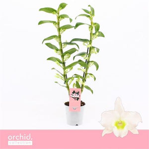 White Dendrobium Nobile Orchid ‘Apollon’ – 12cm Pot