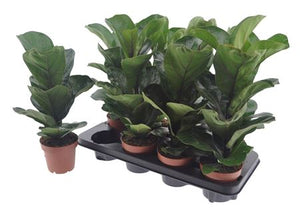 Fiddle Leaf Fig ‘Bambino’ (Ficus lyrata) – 12cm Pot