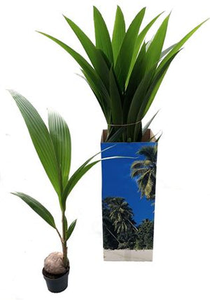 Coconut Palm (Cocos nucifera) – 19cm Pot, 120cm High