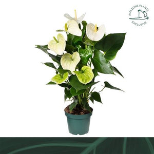 White Anthurium (Anthurium andraeanum) – 14cm Pot