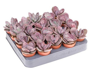 Zebra Kalanchoe (Kalanchoe humilis) – 5.5cm Pot