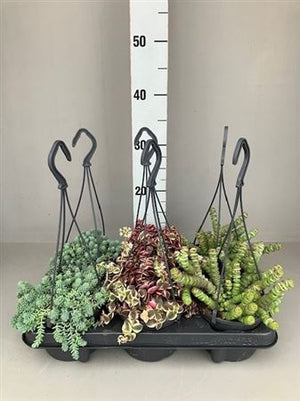 Mixed Succulent Collection – 12cm Pot, 35cm High
