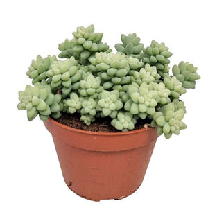 Burro’s Tail Sedum (Sedum burrito) – 11cm Pot