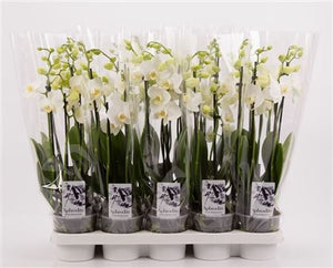 White Phalaenopsis Orchid – 4 Stem, 12cm Pot