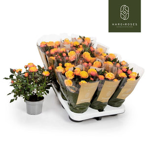 Orange Kordana Grande Rose ‘Firebird’ – 10.5cm Pot