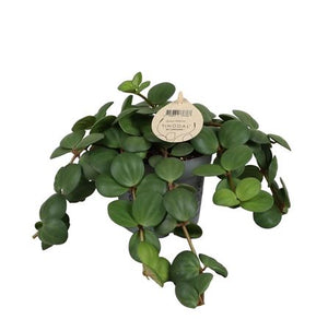Peperomia ‘Pecunii’ – 12cm Pot, 25cm High