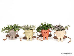 Mixed Ceramic Swing Arrangement – 6cm Pot