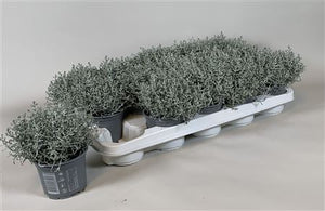 Cushion Bush (Leucophyta brownii) – 10.5cm Pot