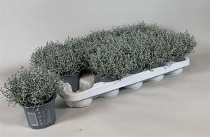 Cushion Bush (Leucophyta brownii) – 10.5cm Pot
