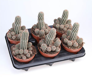 Chamaelobivia Paolina Cactus – 12cm Pot