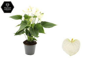 White Anthurium Houseplant – 14cm Pot