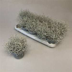 Silver Cushion Bush (Leucophyta brownii) – 12cm Pot