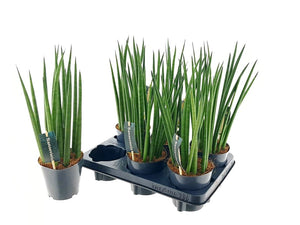Mikado Snake Plant (Sansevieria cylindrica) – 12cm Pot