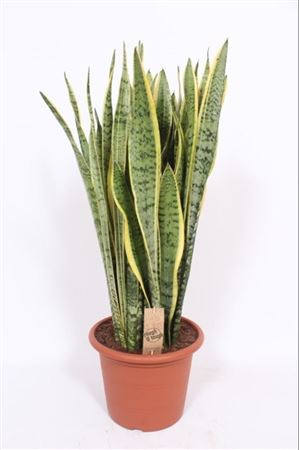 Snake Plant (Sansevieria trifasciata) – 30cm Pot, 95cm High
