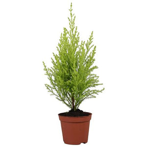 Goldcrest Cypress (Cupressus macrocarpa) – 8.5cm Pot