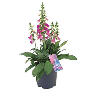 Pink Foxglove (Digitalis) – 17cm Pot, 60cm High