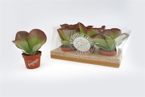 Kalanchoe thyrsiflora – 13cm Pot
