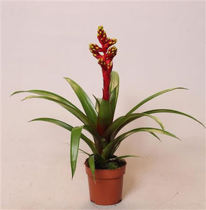 Guzmania Flowering Houseplant – 12cm Pot, 45cm High