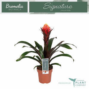 Guzmania Bromeliad – 12cm Pot, Approx. 45cm High