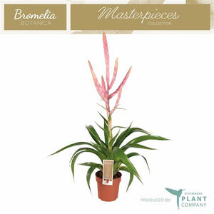 Pink Tillandsia Dolce – 12cm Pot, 60cm High