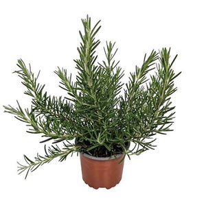 Prostrate Rosemary (Rosmarinus officinalis) – 10cm Pot