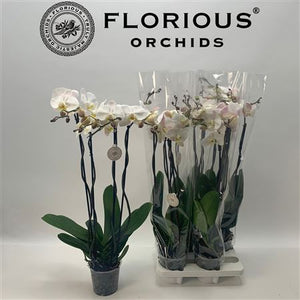 White Phalaenopsis Orchid – 15cm Pot, 95cm Tall