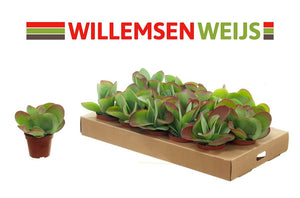 Kalanchoe thyrsiflora – 8.5cm Pot