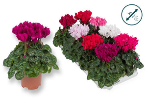 Mixed Colour Small-Flowered Cyclamen persicum – 10.5cm Pot