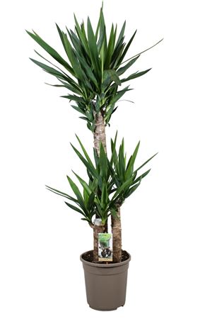 Architectural Yucca (Yucca) – 24cm Pot, approx. 130cm