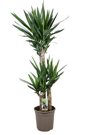 Architectural Yucca (Yucca) – 24cm Pot, approx. 130cm