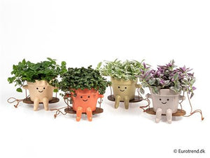 Mixed Ceramic Swing Arrangement – 10.5cm Pot