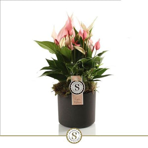 Anthurium Flamingo Flower Plant – 12cm Ceramic Pot