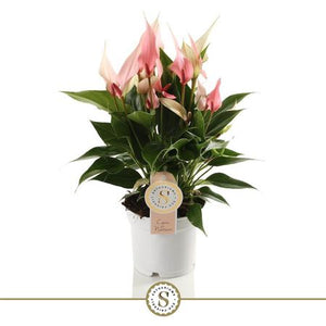 Anthurium Flowering Houseplant – 12cm Pot