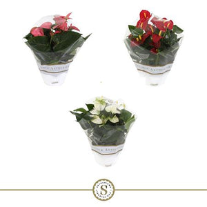 Mixed Anthurium Houseplant – 17cm Pot