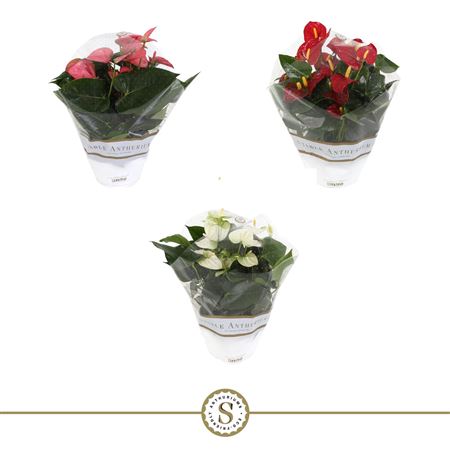 Mixed Anthurium Houseplant – 17cm Pot, 30cm High