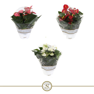 Mixed Anthurium Houseplant – 17cm Pot