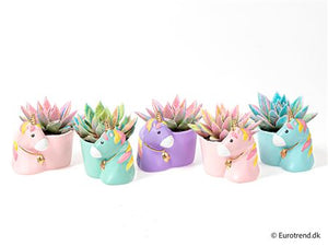Painted Echeveria Mixed Colours – 6cm Pot