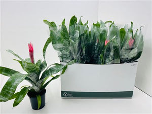 Pink Aechmea Fasciata Bromeliad – 12cm Pot