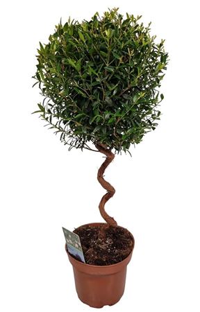 Spiral Myrtle (Myrtus communis) – 12cm Pot, 40cm High