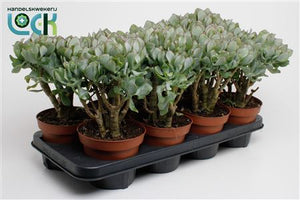 Grey Crassula arborescens – 14cm Pot