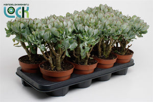 Grey Crassula arborescens – 14cm Pot