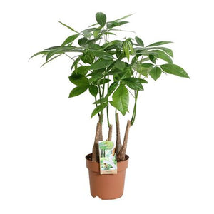 Money Tree (Pachira aquatica) – 17cm Pot, 65cm High
