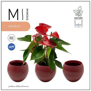 Red Anthurium Houseplant – 12cm Ceramic Pot