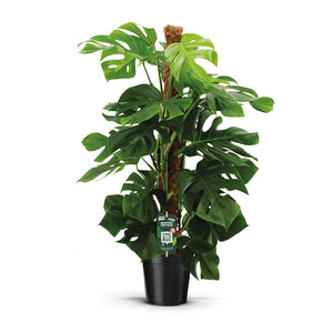 Swiss Cheese Plant (Monstera deliciosa) – 24cm Pot