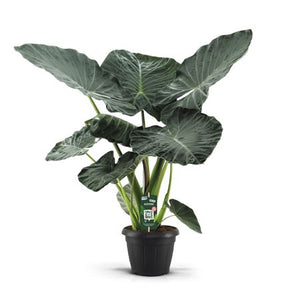 Alocasia Regal Shields – 35cm Pot, Approx. 140cm Height