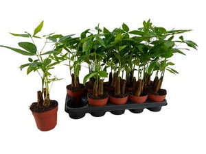 Money Tree (Pachira aquatica) – 12cm Pot