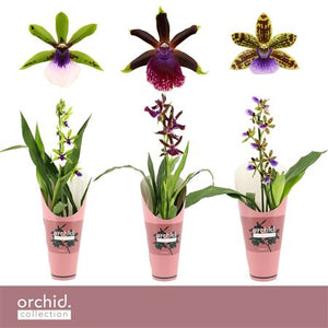 Zygopetalum Orchid – 12cm Pot, Approx. 50cm High