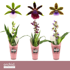 Zygopetalum Orchid – 12cm Pot, Approx. 50cm High